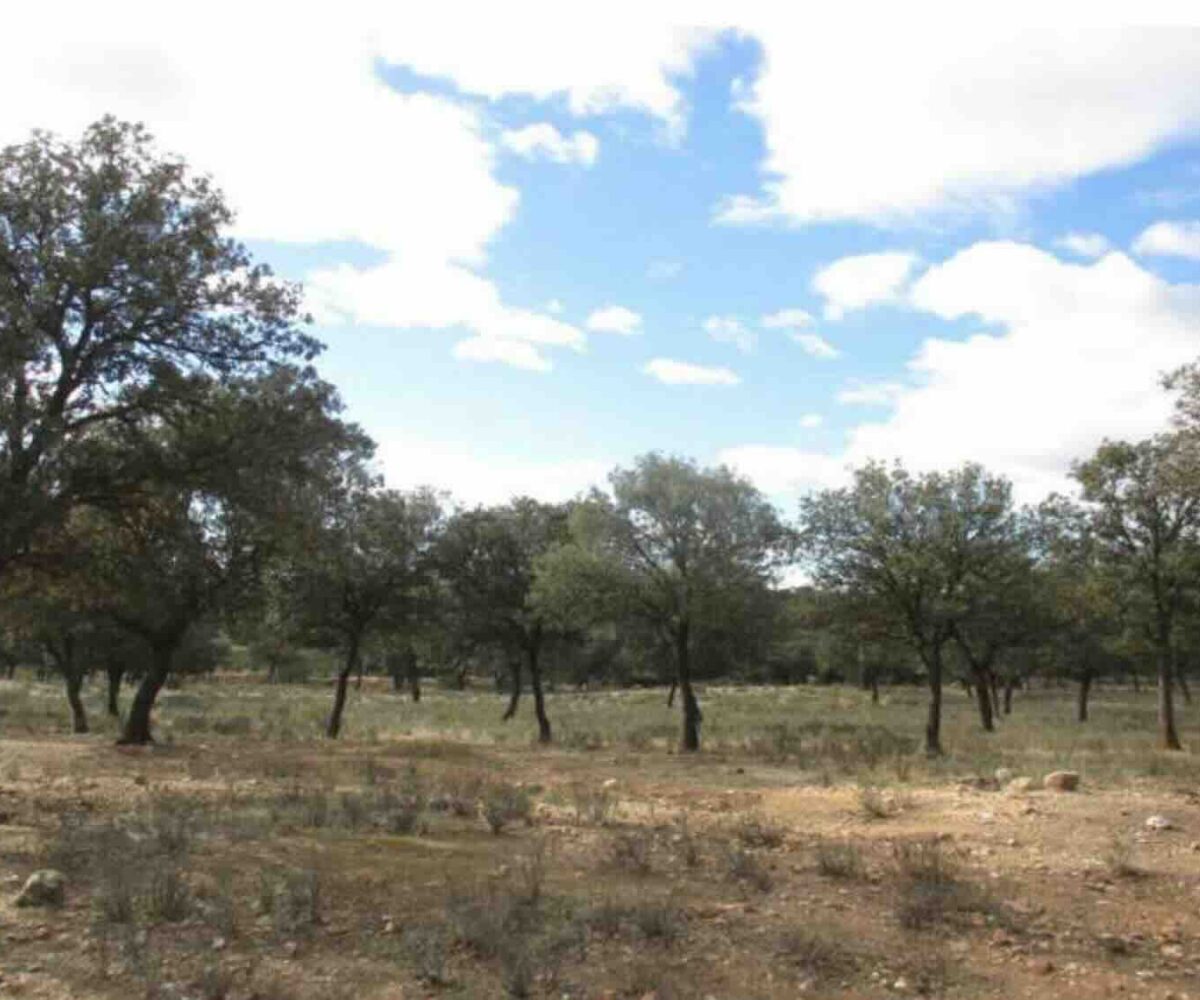 rústico , polígono 44 Parcela 61 Villa del Prado