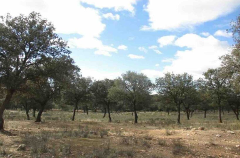 rústico , polígono 44 Parcela 61 Villa del Prado